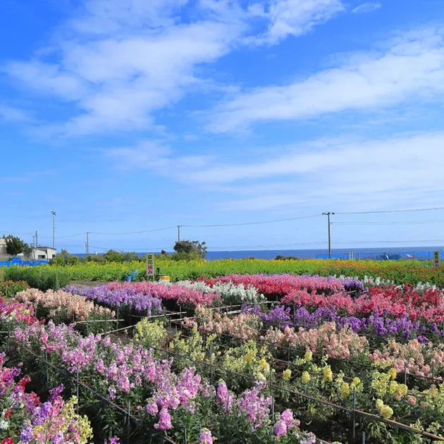白間津お花畑